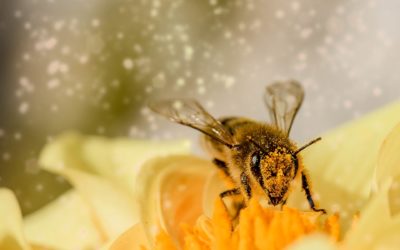 Comment lutter contre les allergies saisonnières ?